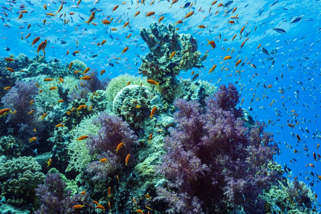 Best Time for a Komodo Dive Cruise (Season Guide)