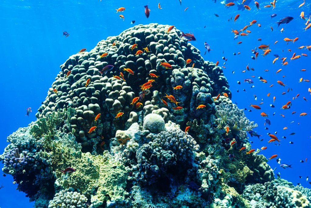 How Long Should Your Komodo Dive Cruise Be?