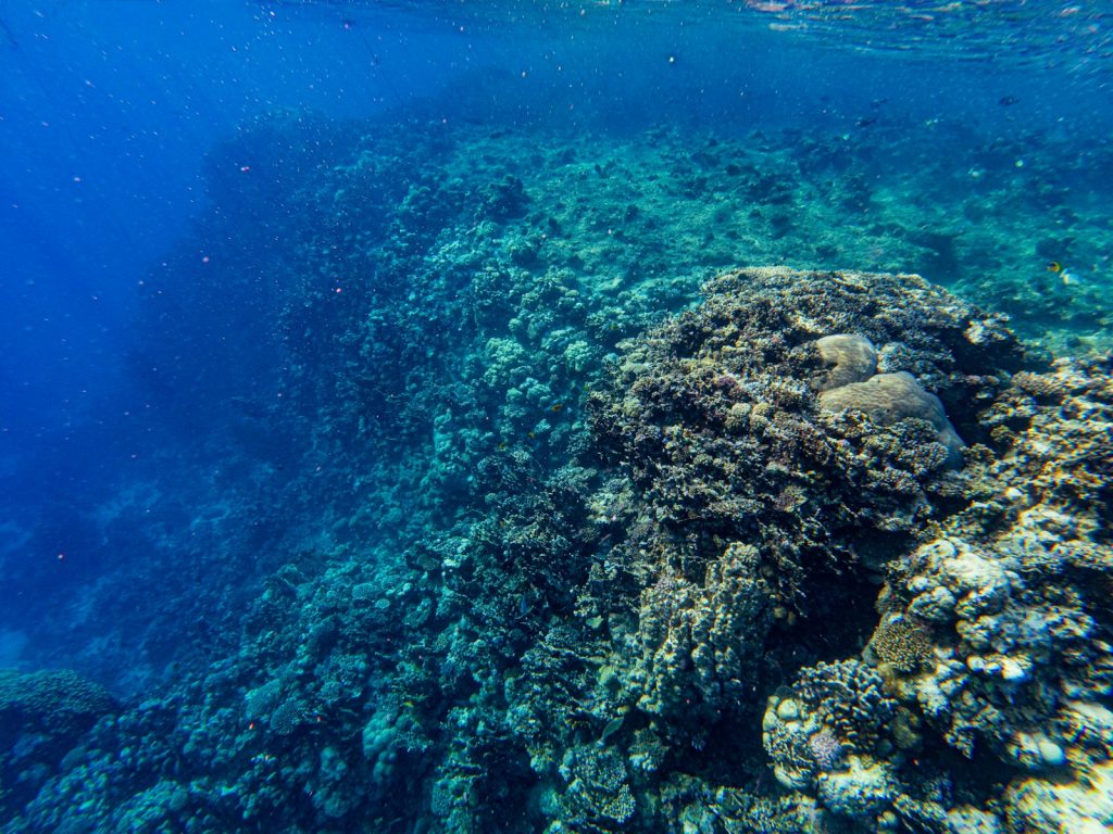 A Family Komodo Dive Cruise: Is It for You?