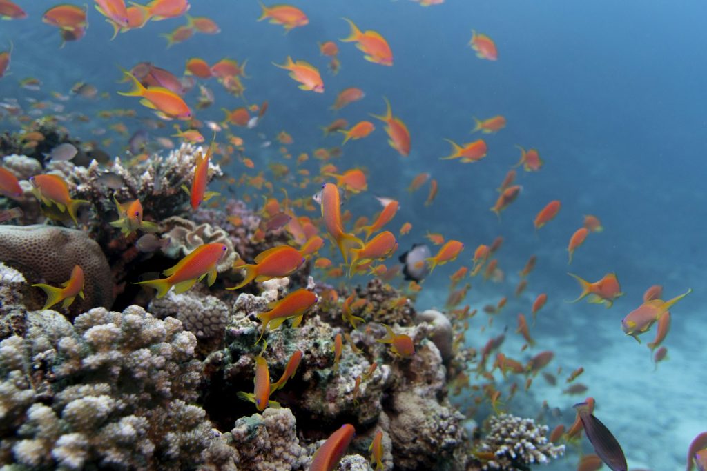 Getting to Labuan Bajo for Your Dive Cruise