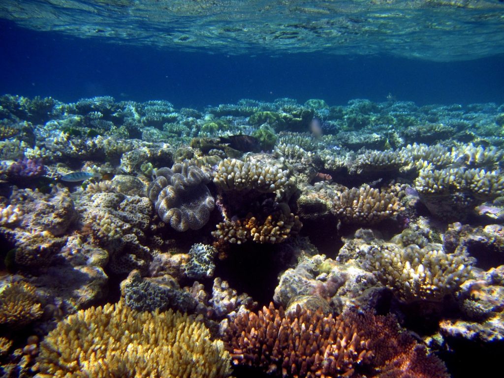 Komodo Diving Currents (A Cruiser’s Guide)
