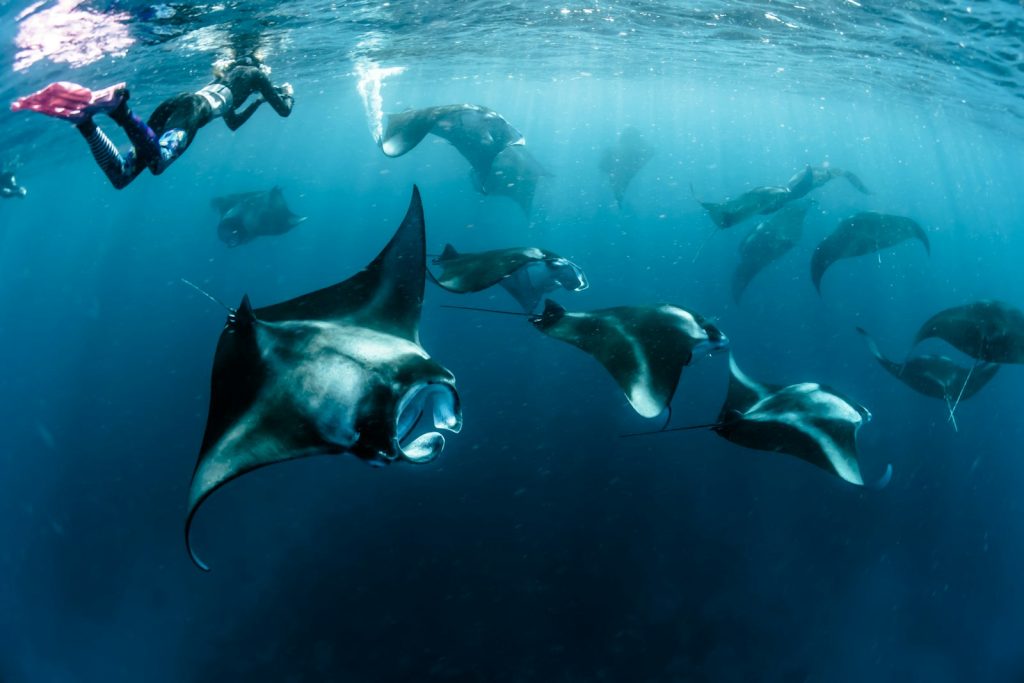 Komodo Marine Life: What You’ll See Diving