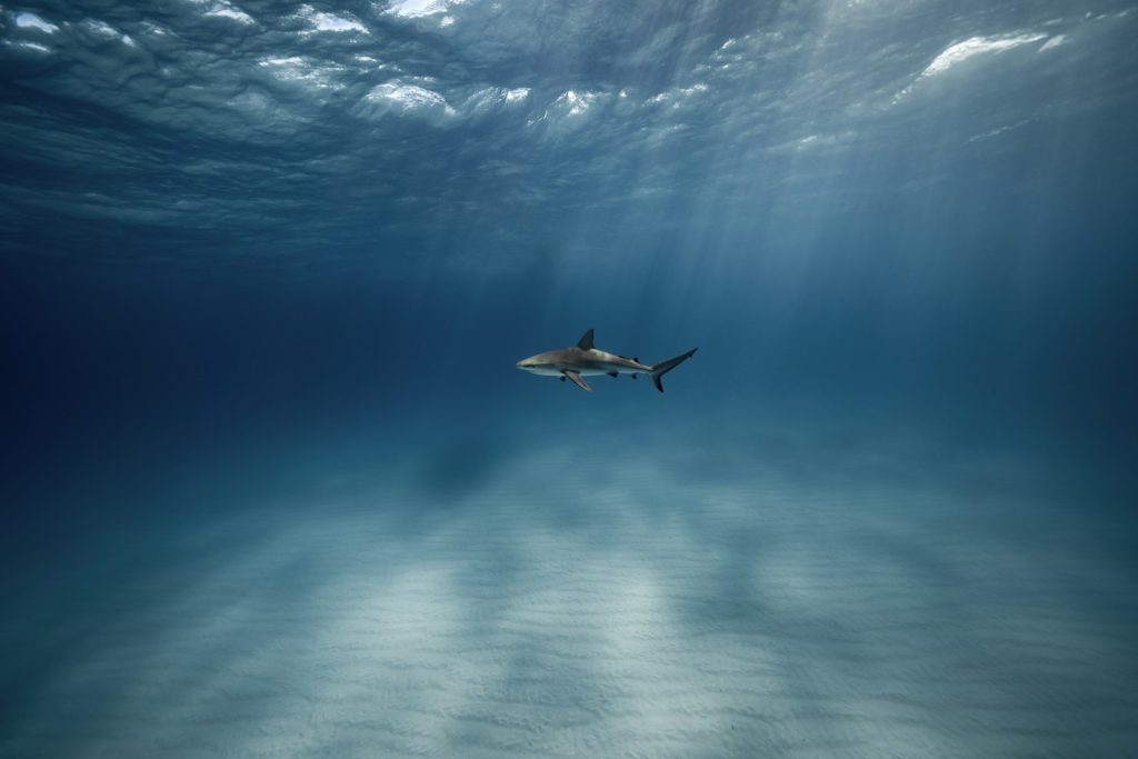 Dive Cruise Cabin Comfort: What to Expect on a Phinisi
