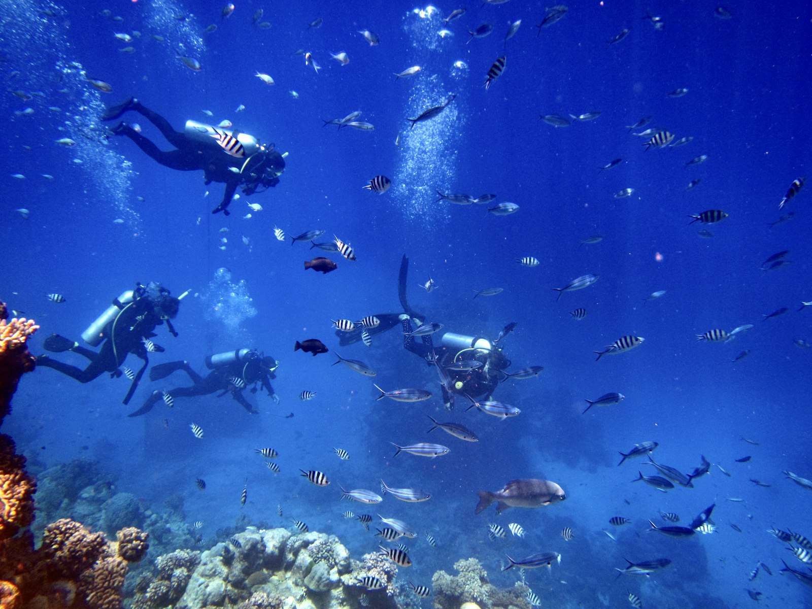 Manta Cruise