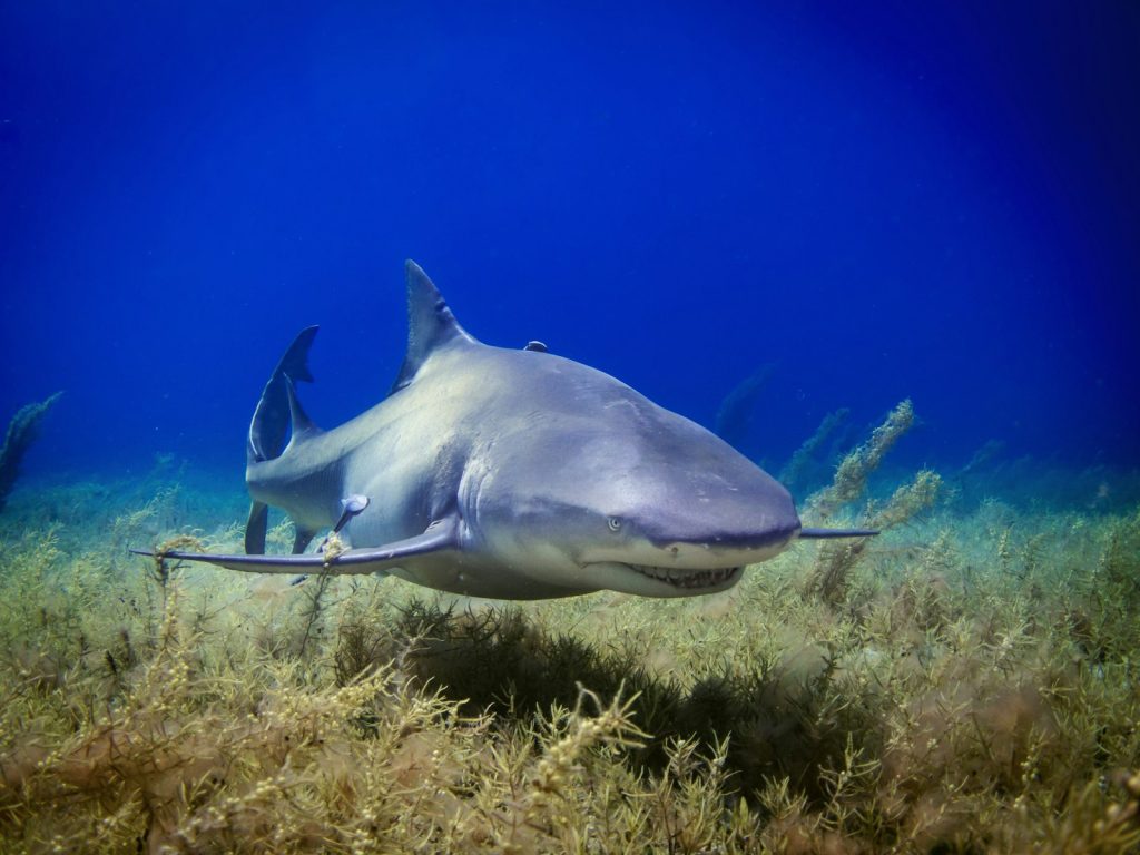 Nitrox on a Komodo Dive Cruise: Worth It?