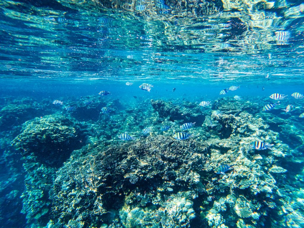 Komodo Underwater Photography Dive Cruise